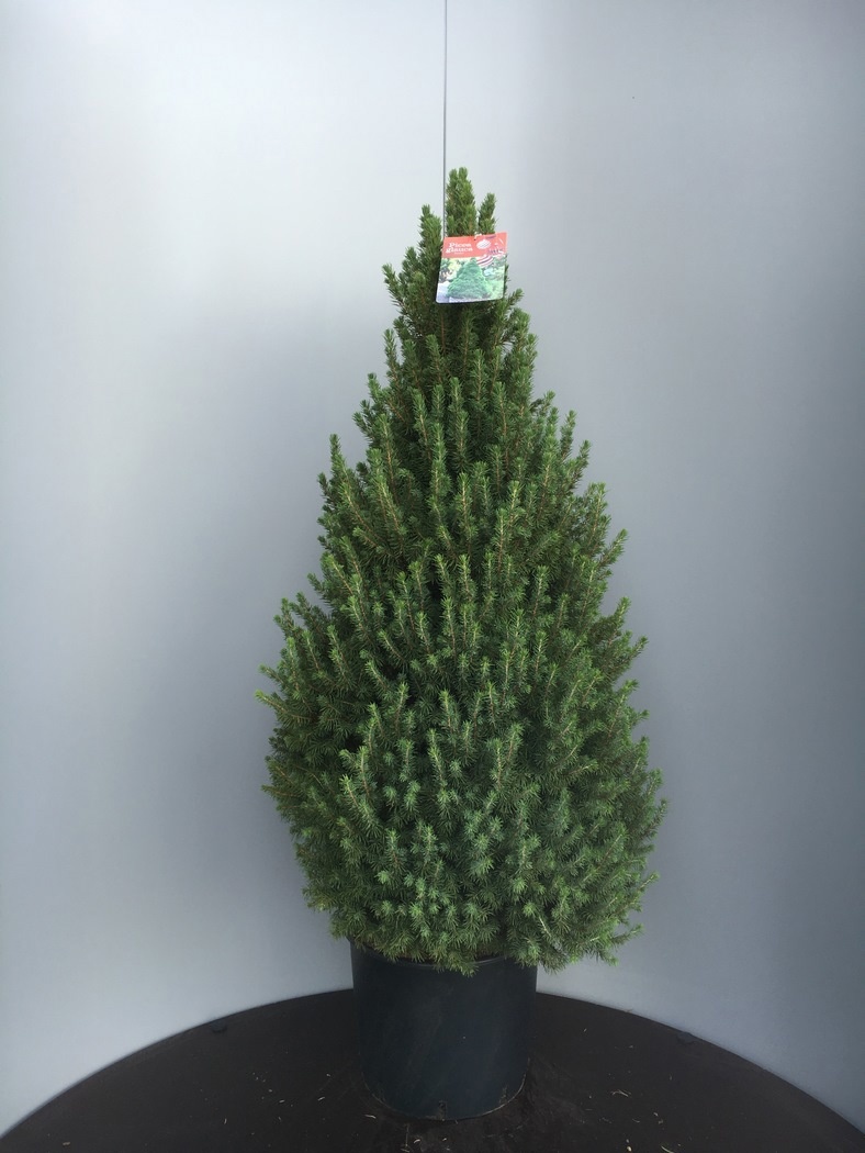 Picea gl. 'Conica', D 32 cm