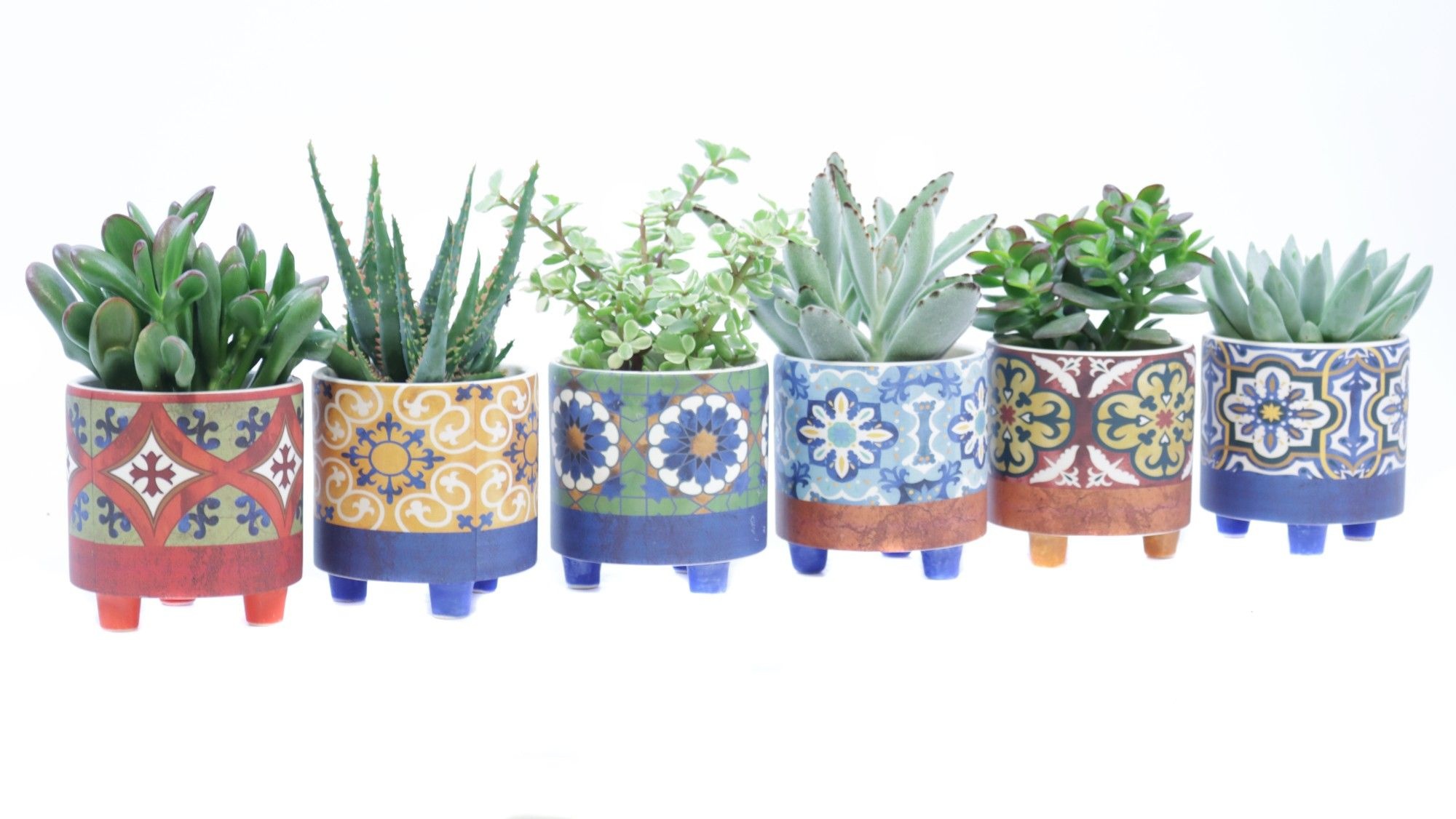 Succulent 8,5 cm in agadir sierpot, D 9