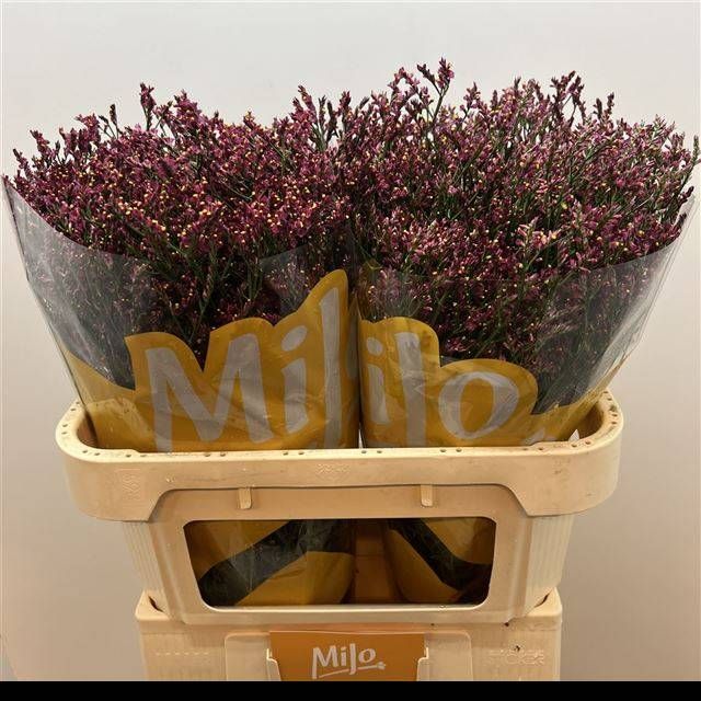 Лимониум Скарлет Даймонд 70, шт.