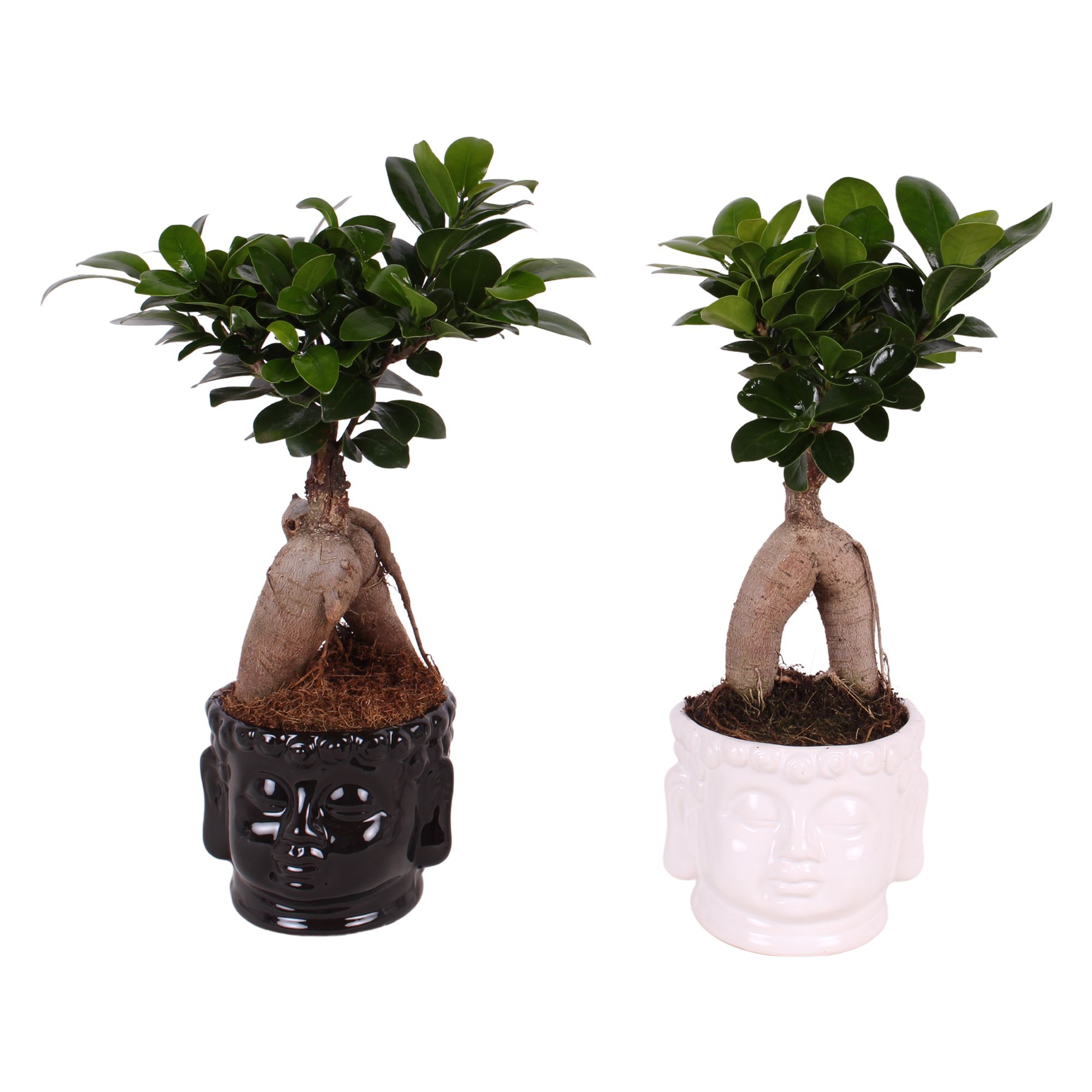 Ficus m. Ginseng pot ø09cm in ø11cm Buddha head Black/White, D 11