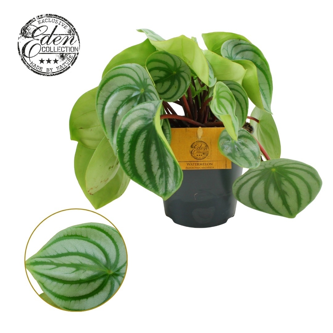 Peperomia Argyreia 12cm, D 12