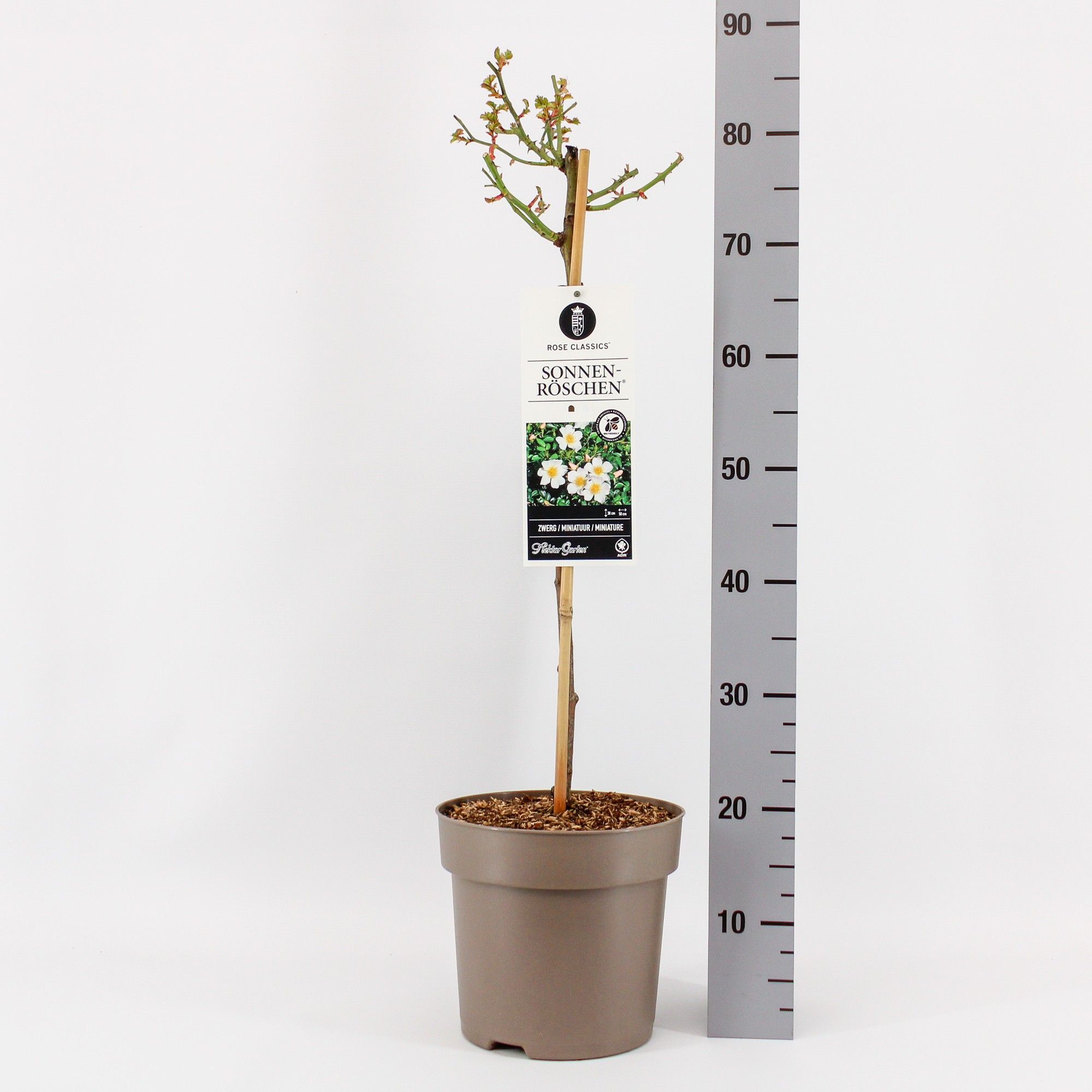 Rosa (M) Sonnenröschen ®, stam 50, C6, D 24