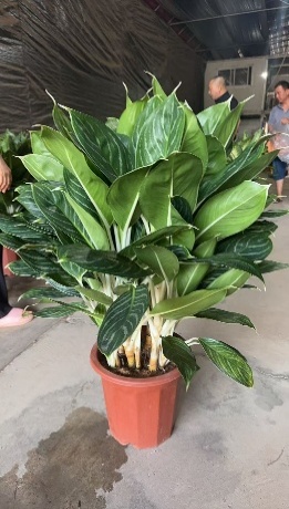 Филодендрон 140 Марбле Паудер Принцесса 14 40