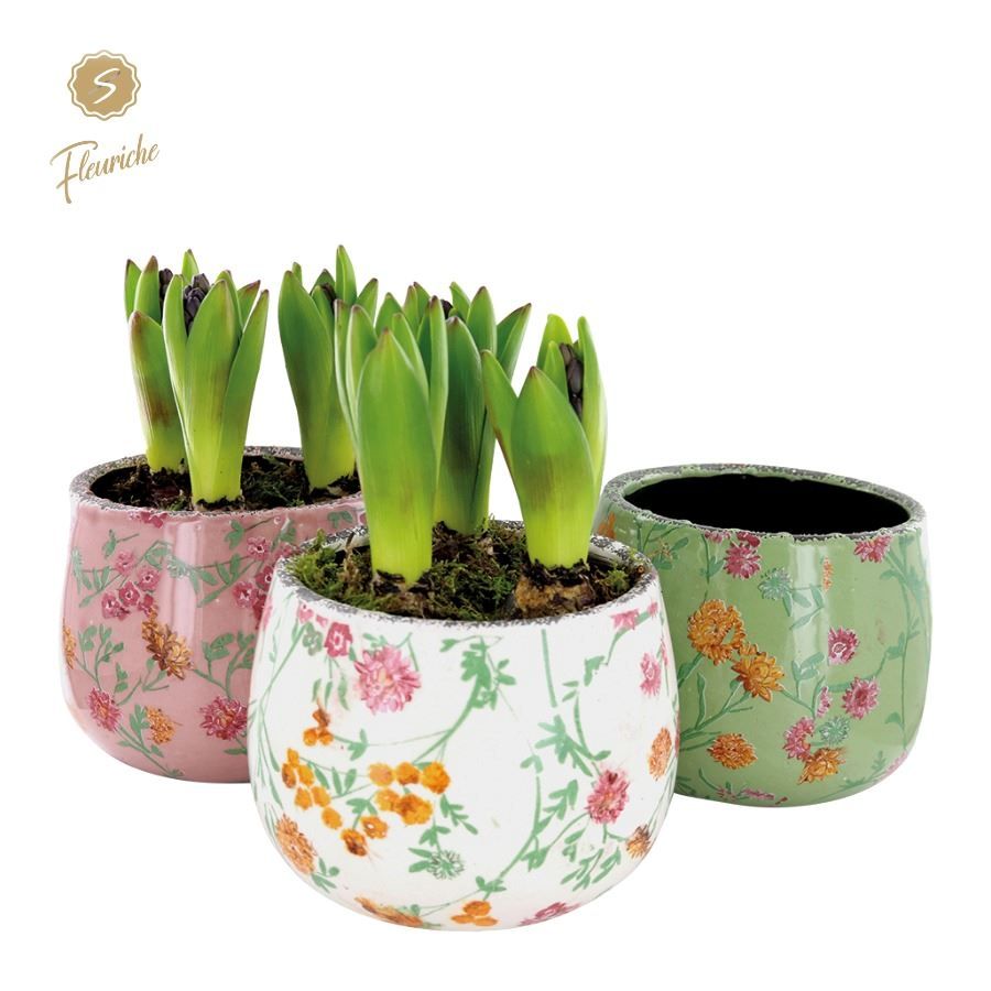 (3601) Hyacint Early Springtime [L] 3PP Mos, D 15 cm