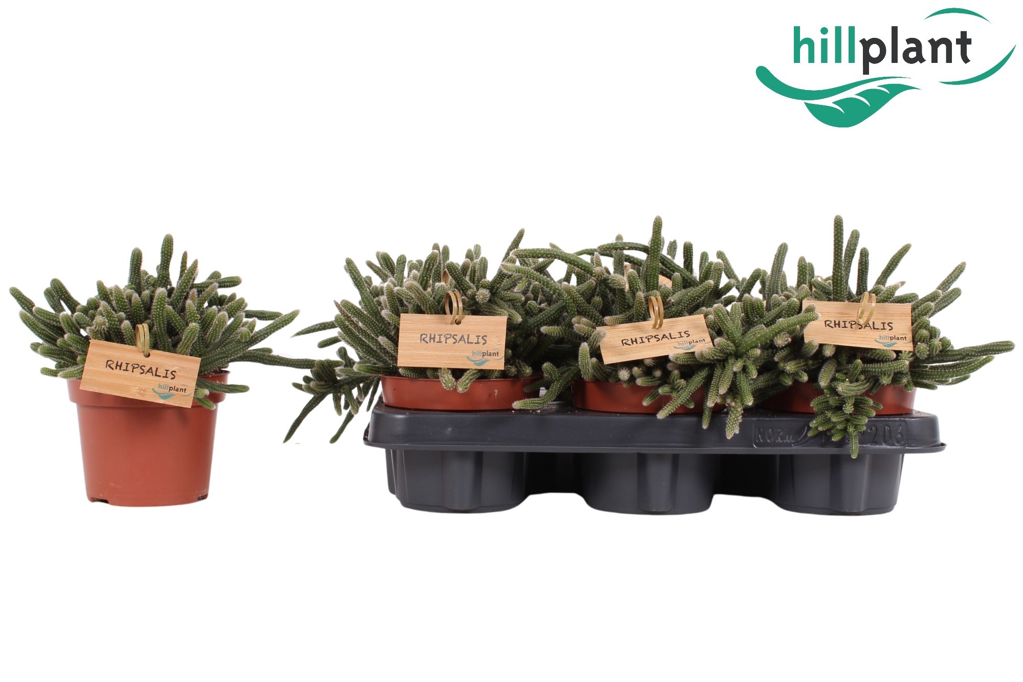 Rhipsalis baccifera 'Horrida' 12 cm, D 12