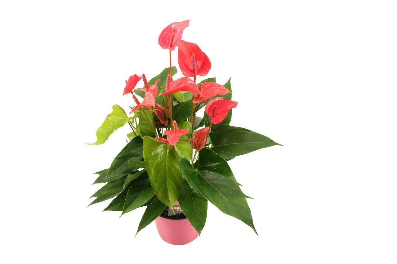 Anthurium XL.60 Lindey Pink 14cm, D 14