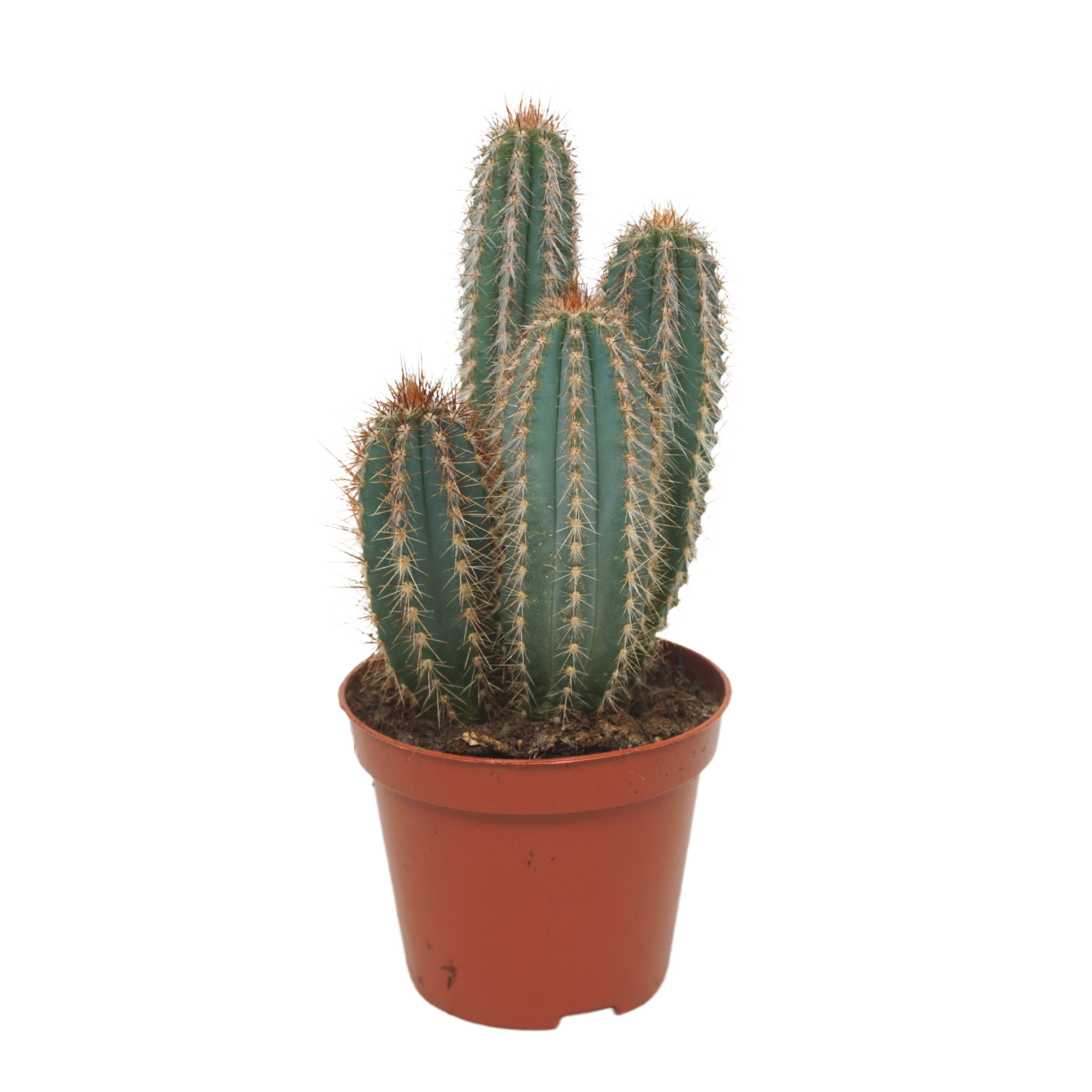 Pilosocereus odilensis 8,5 cm, D 8,5