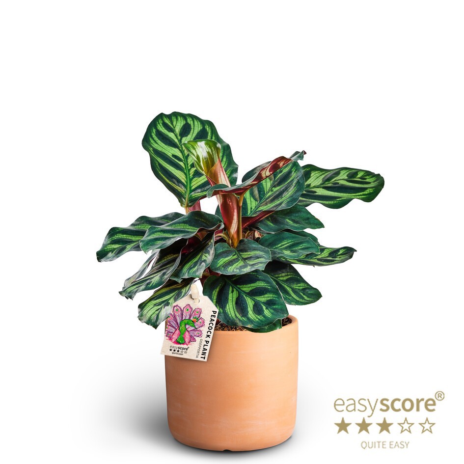 Raw Terracotta, Calathea makoyana, D 10