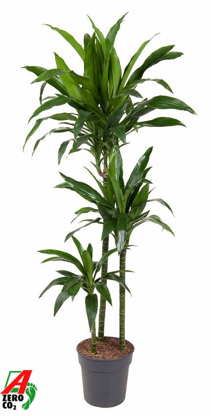 Dracaena Janet Craig 90-60-30, D 24