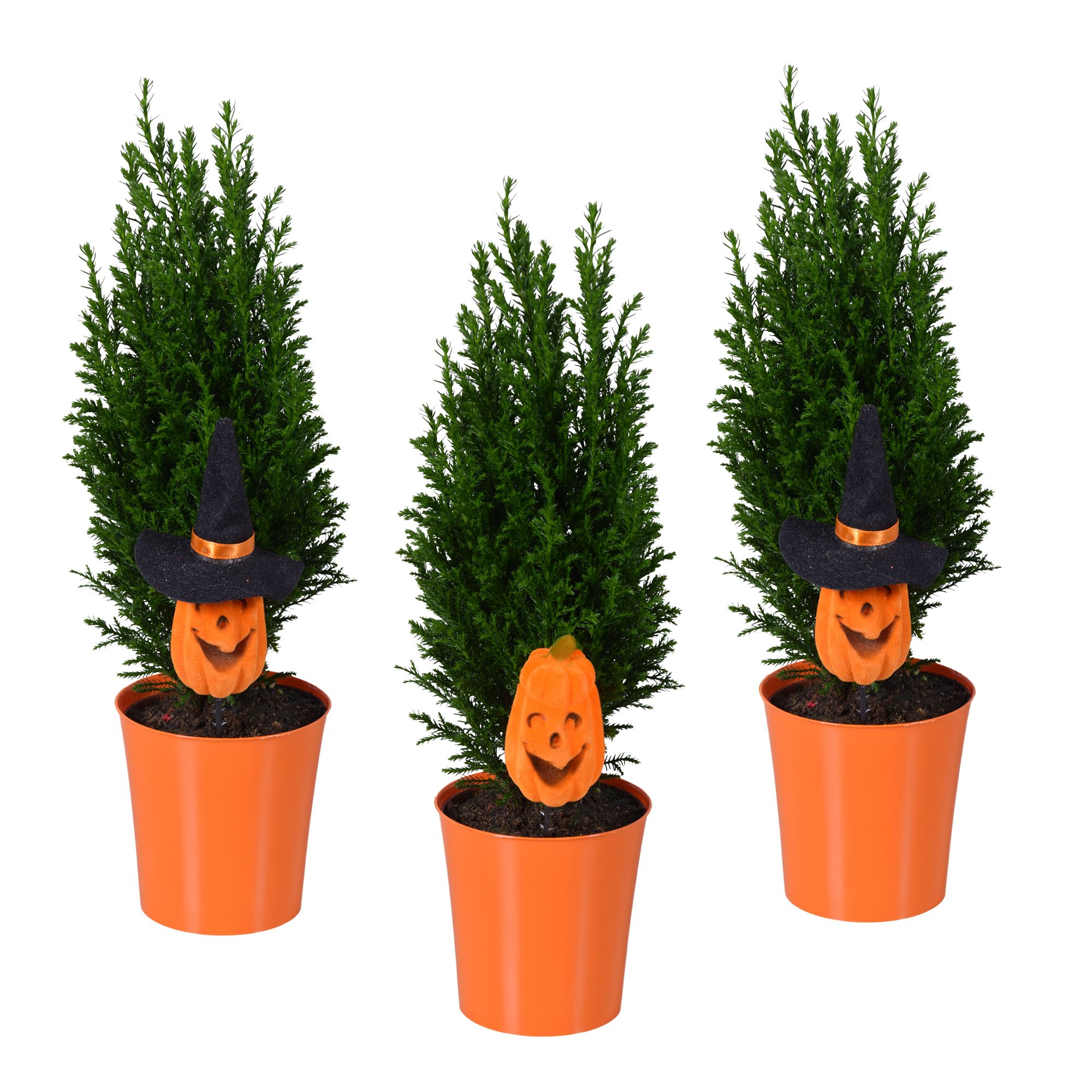 Ellwoodii TST Halloween, D 9