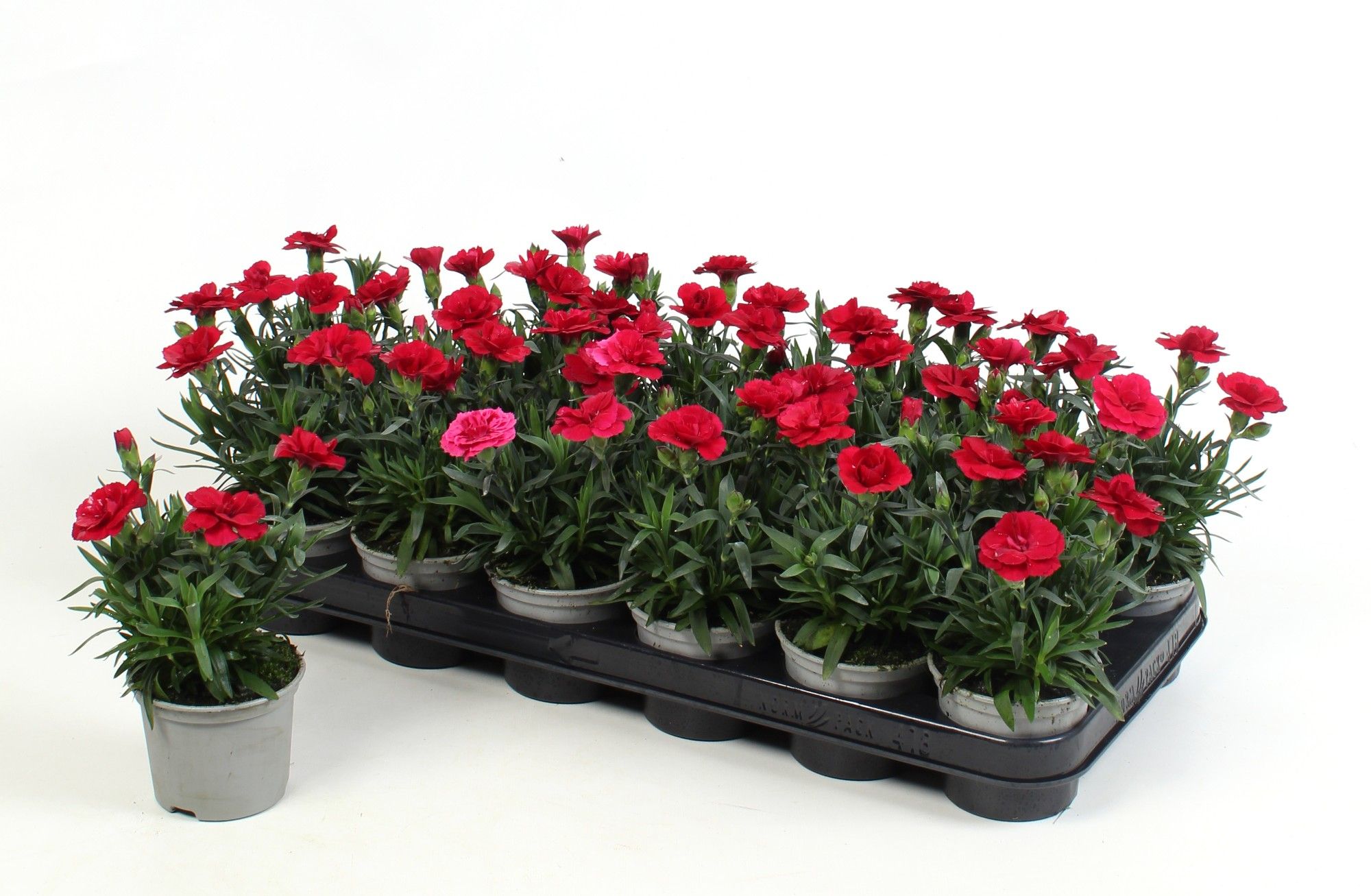 Dianthus Oscar Cherry, D 9