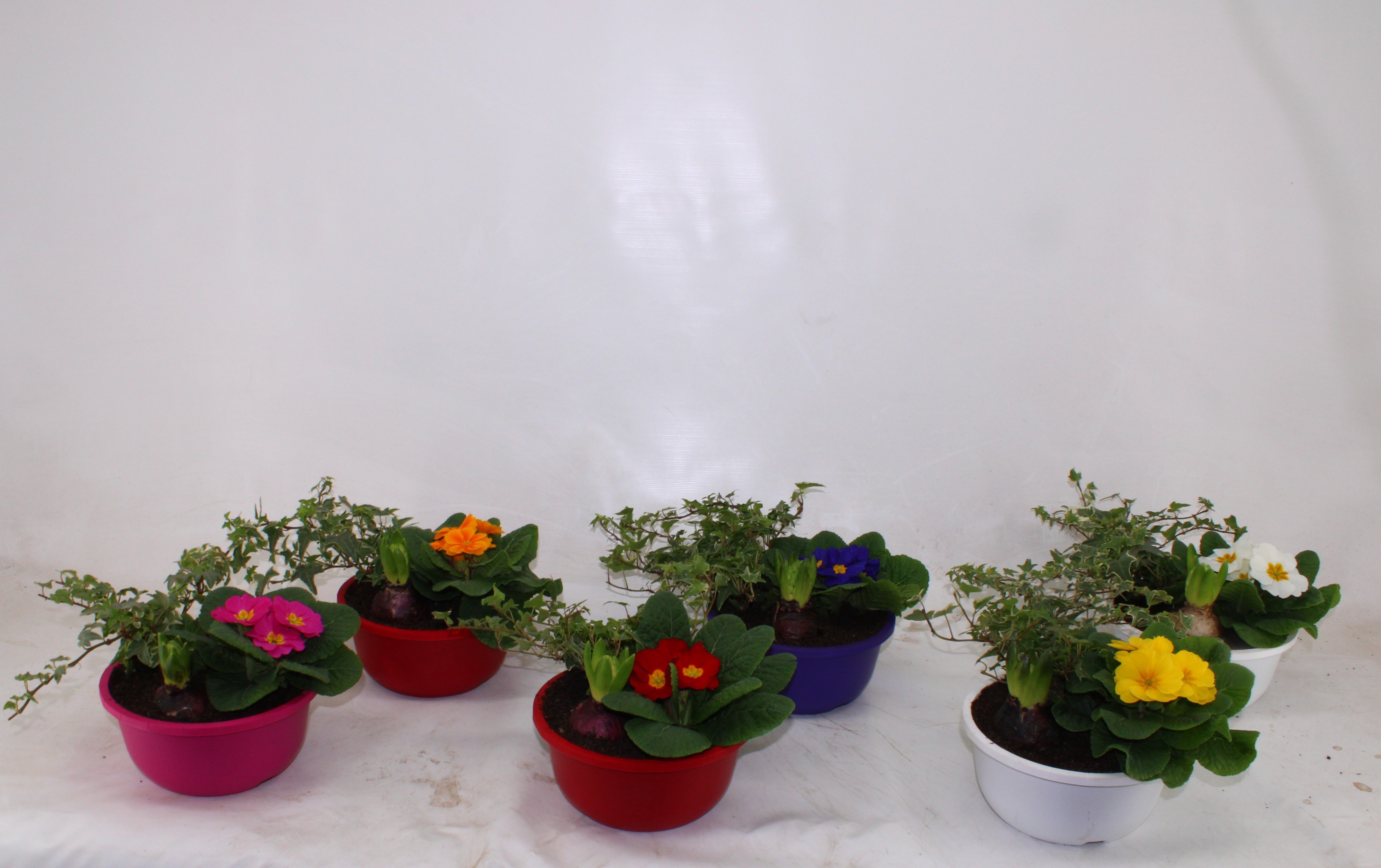 Hello Winter in schaal Juul, D 19