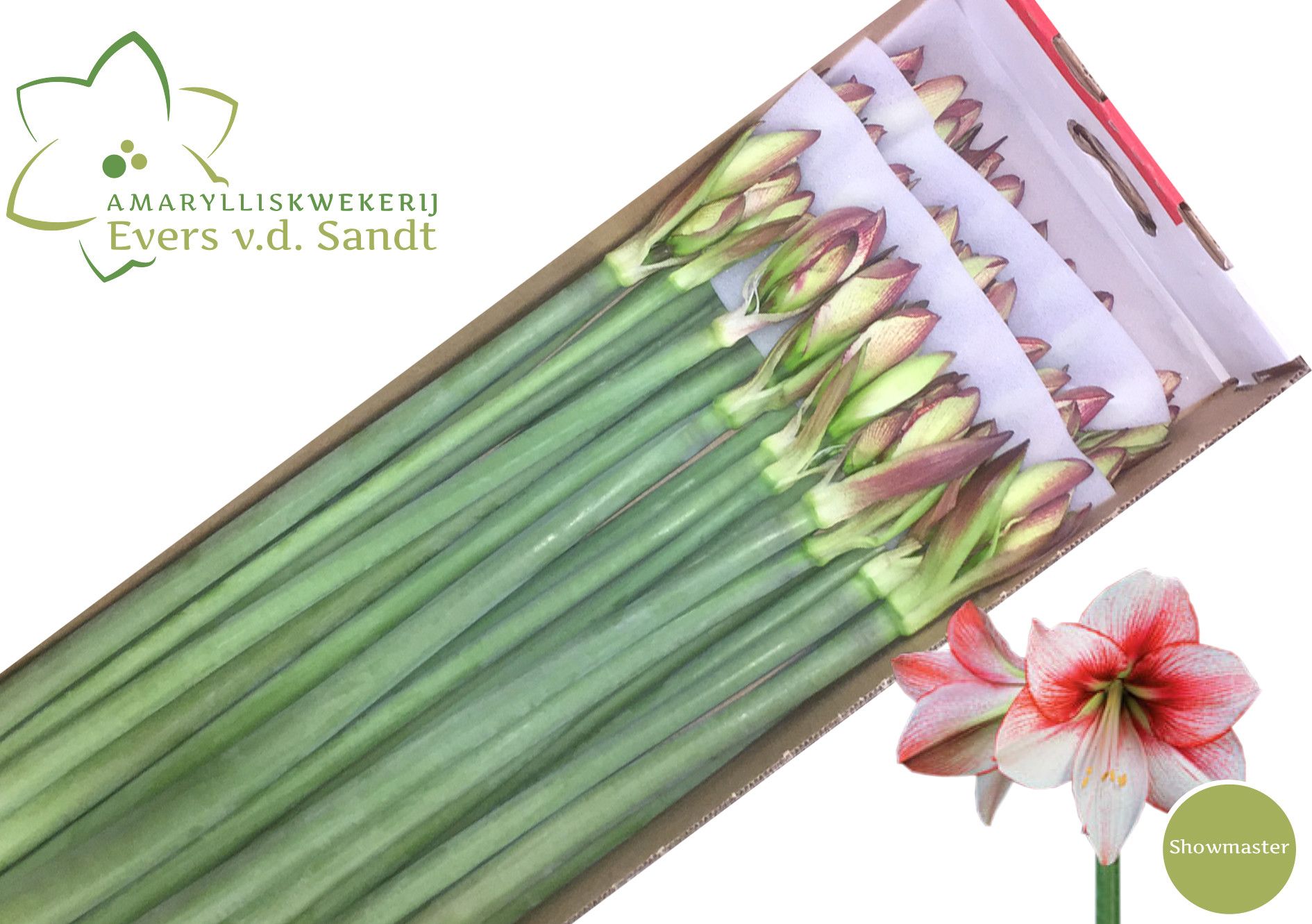 Амарилис Шоумастер (светло-роз.) x30, шт.