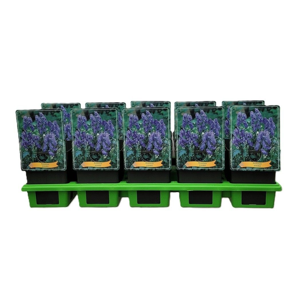 Aconitum napellus 'Arendsii' P11, D 11
