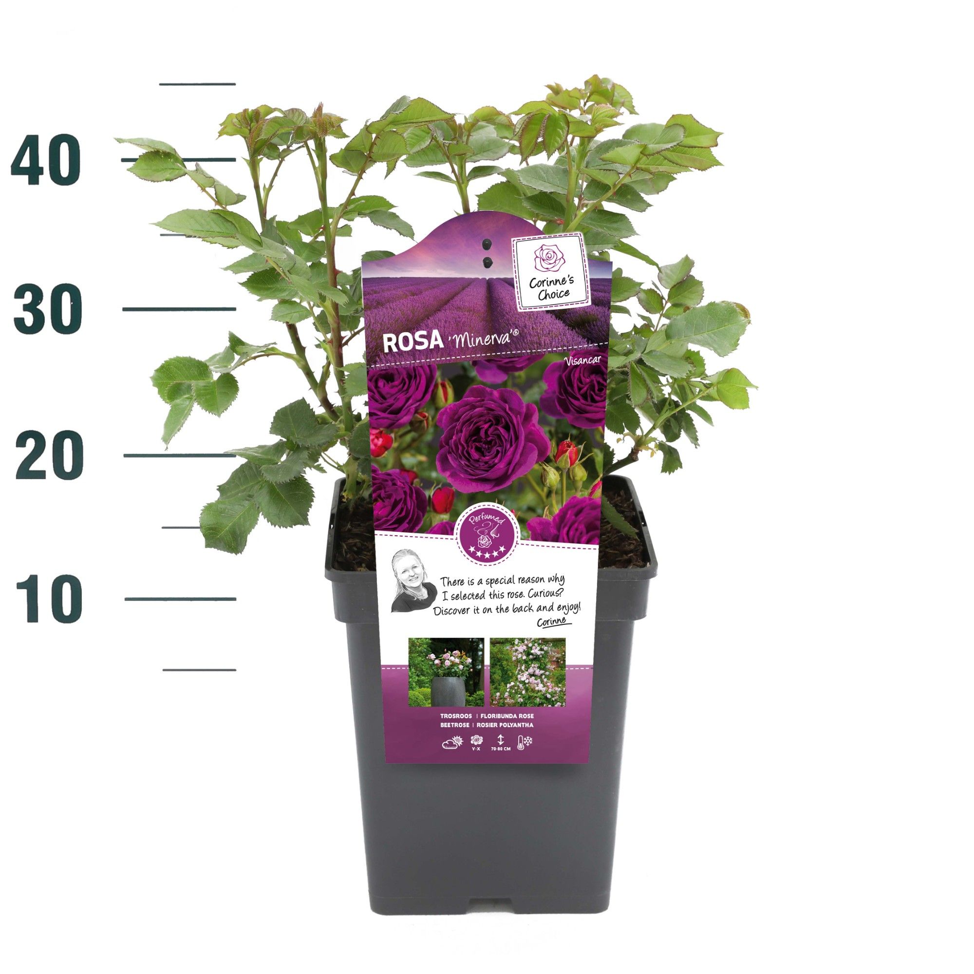 Rosa 'Minerva' - Struik - VP5 - Categorie 3, D 23 cm Rosa 'Minerva' - Struik - VP5 - Categorie 3, D 23 cm