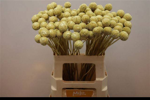 Краспедия Крашеная (краш. ) 60, шт.