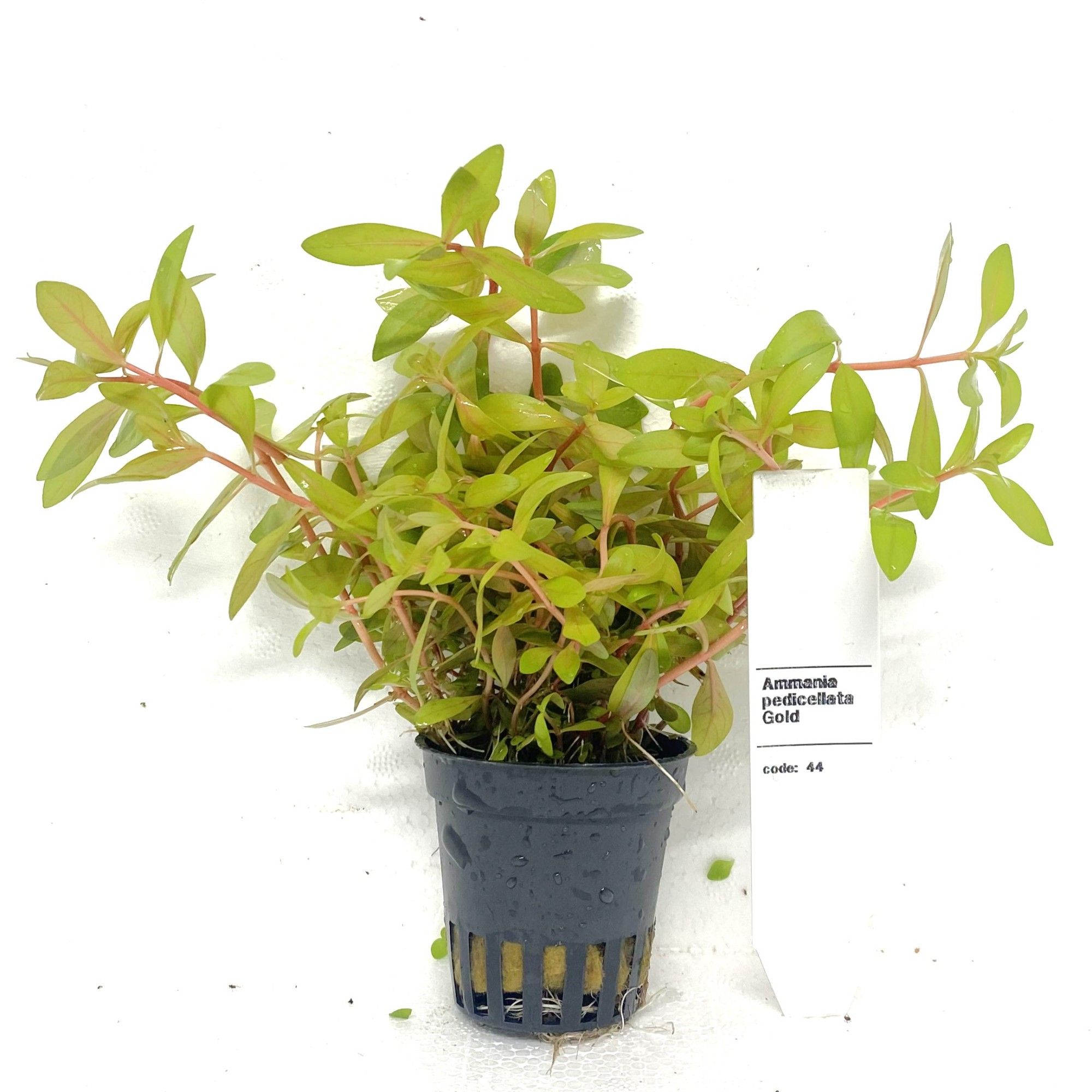 Ammannia senegalensis golden, D 5