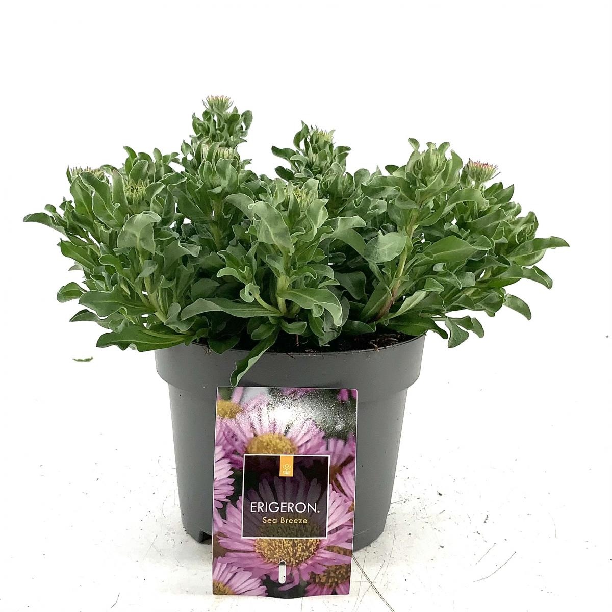 Erigeron gl. 'Sea Breeze', D 17 cm