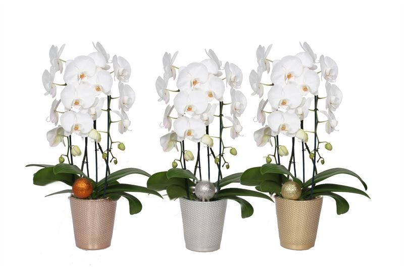 Zoe p12 dots mix luxury Phal cascade white 2T14+, D 12 cm