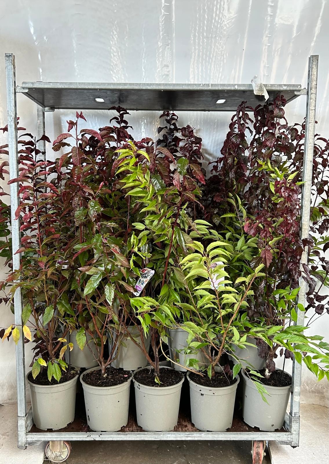 Prunus in cultivators, D 27 cm