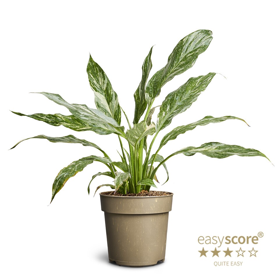 Spathiphyllum variegata, D 11