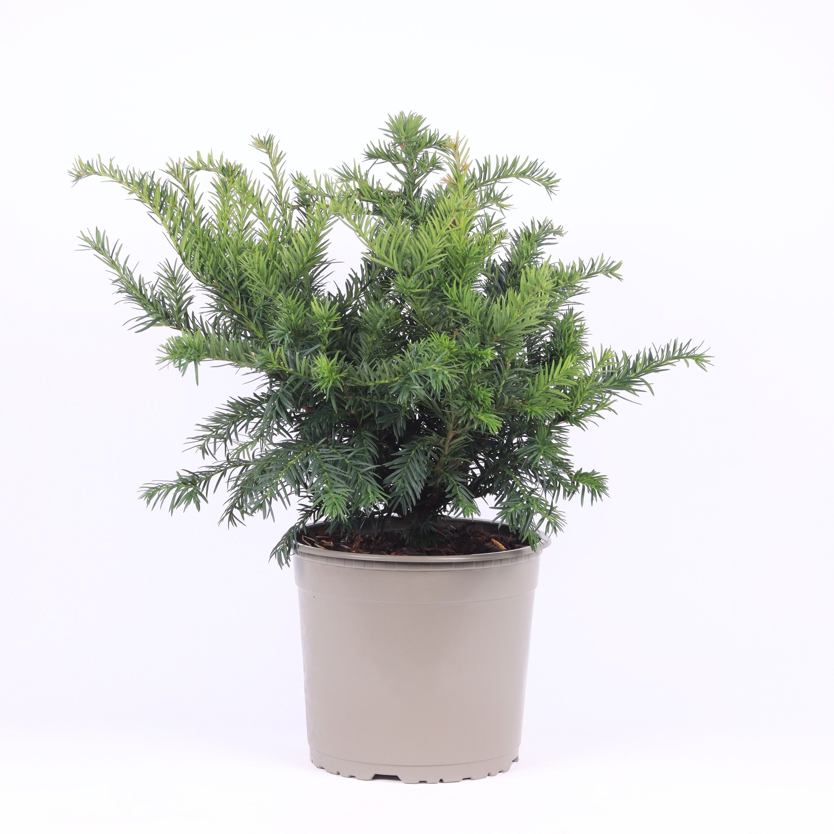 Taxus baccata 'Repandens', D 23