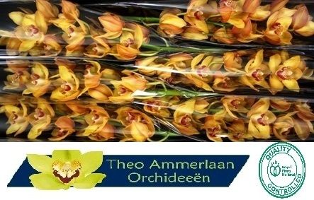 Цимбидиум Эстер x6 80, шт.