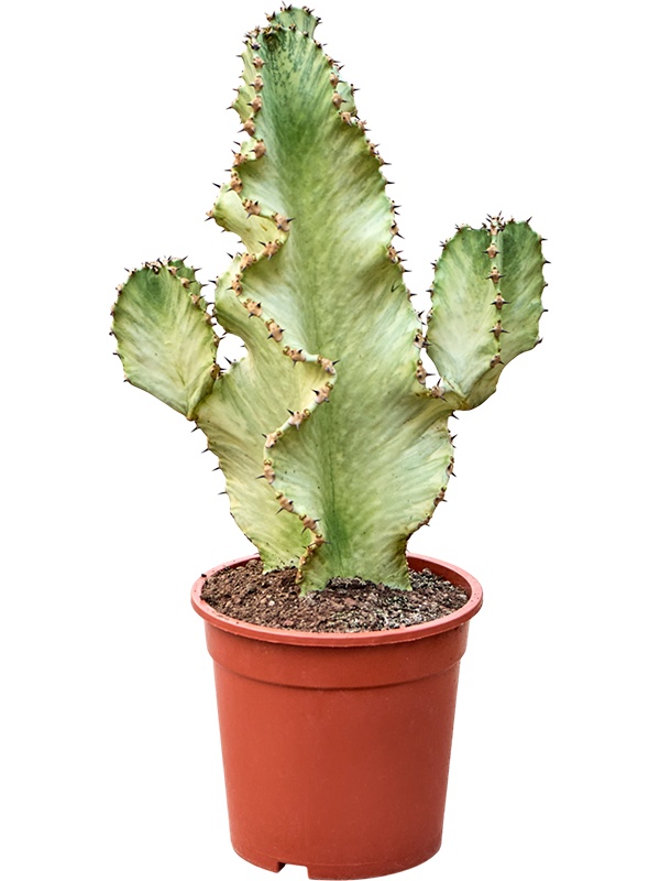Euphorbia ingens marmorata (60-70), D 20