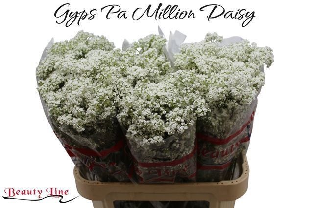 Гипсофила Миллион Дэйзи 80 (бел.), шт.