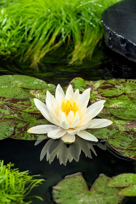 Nymphaea Lemon Mist, D 11