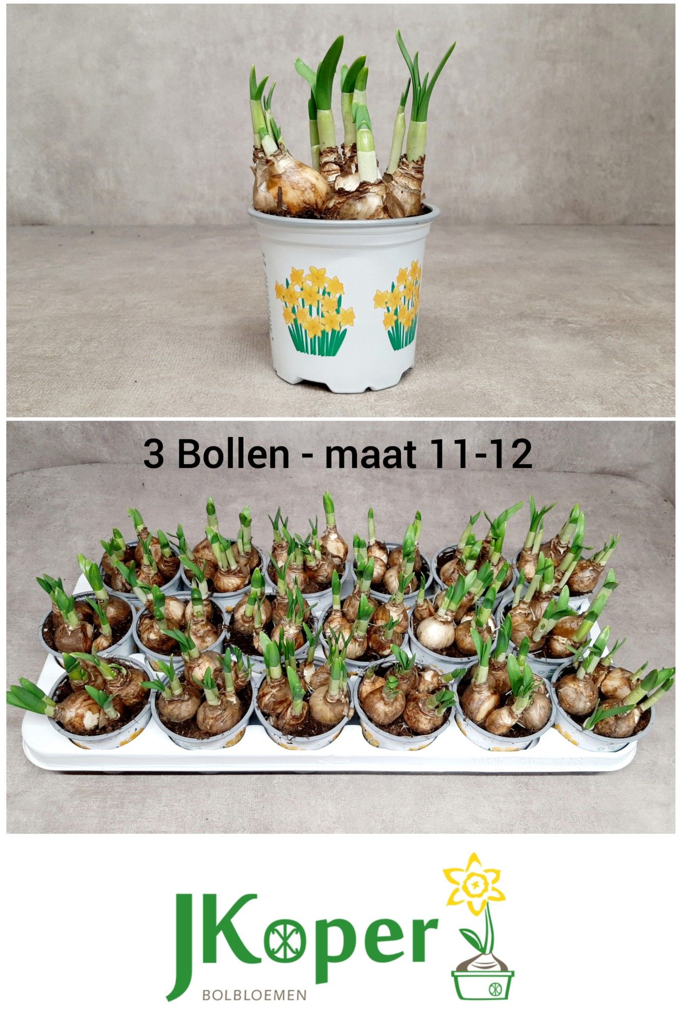 Narcis Tete a Tete 9 cm, D 9