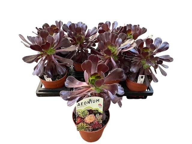 Aeonium Velours, D 13 cm