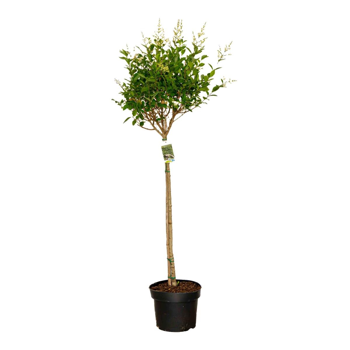 Ligustrum ovalifolium, bol, D 28