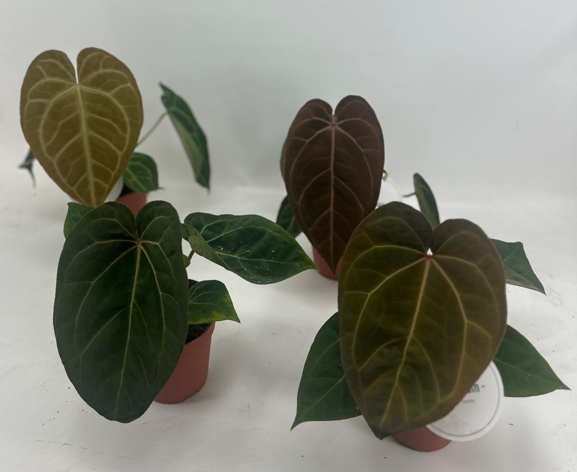 Anthurium Mix Hybrid, D 12
