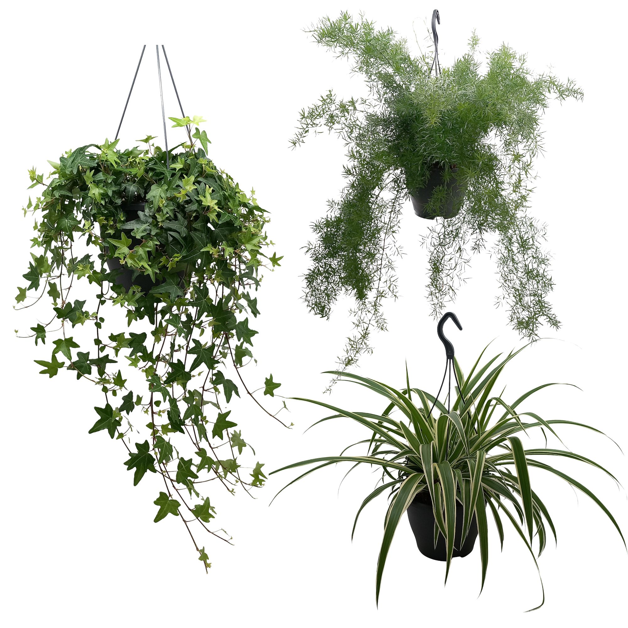 Chlorophytum Vittatum, Hedera green, Asparagus Sprengeri, D 19