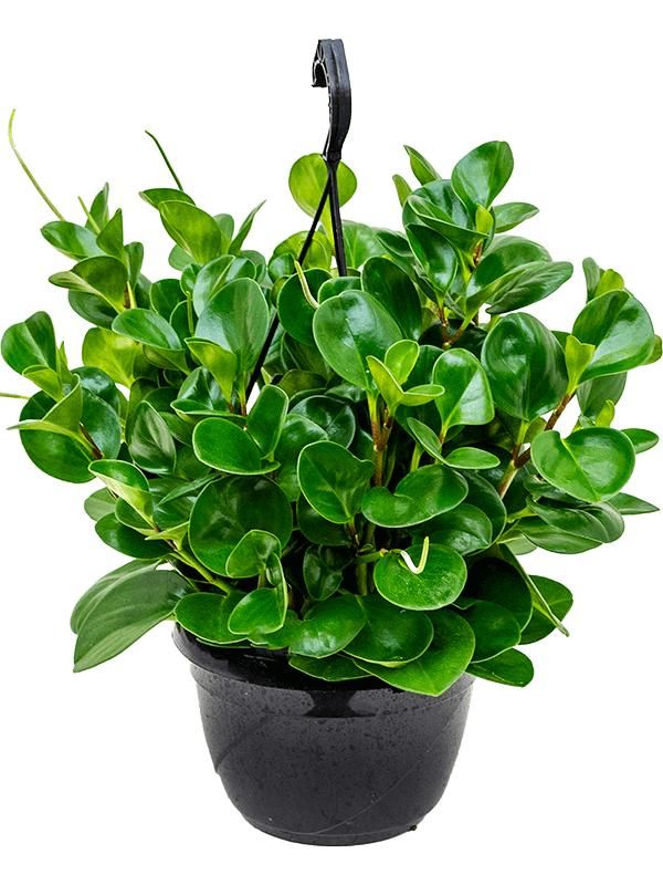 Peperomia obtusifolia 'Green', D 20