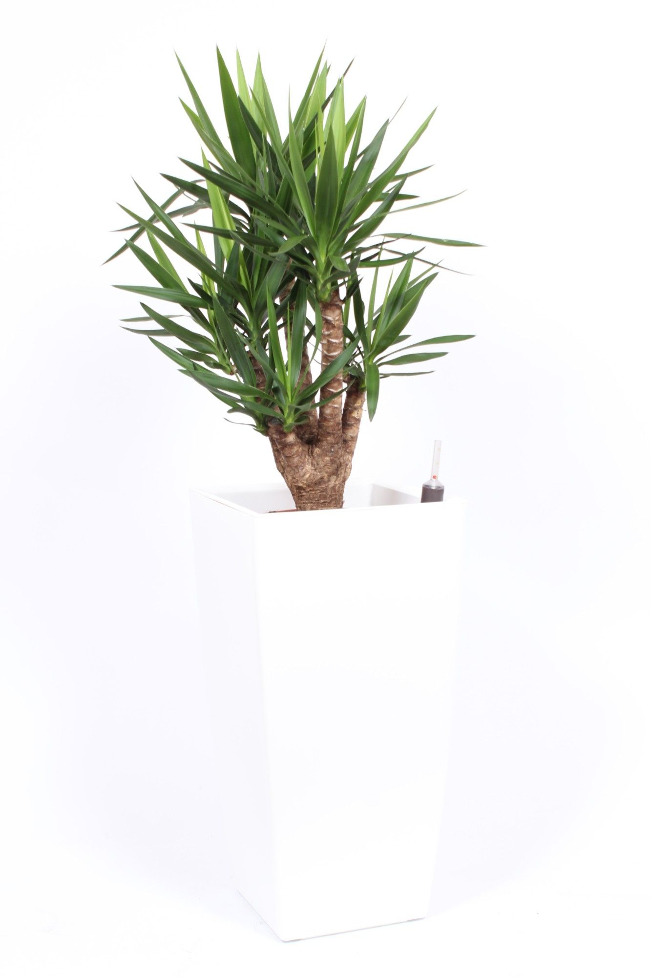 Yucce elephantipes in Piza pot "wit", D 40