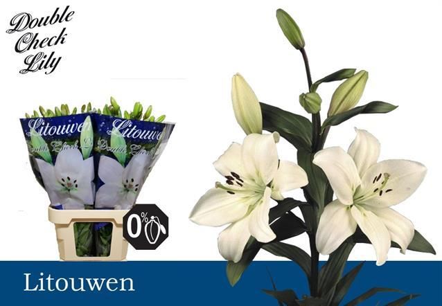 Лилия Литоувен 90, шт.