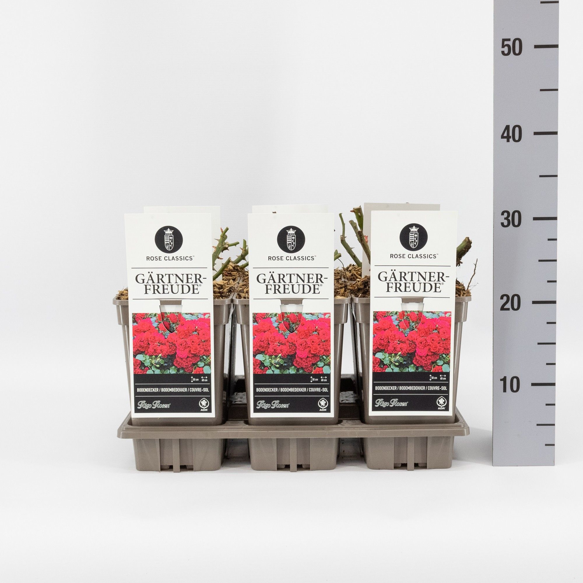 Rosa (P) Gärtnerfreude ®, C3, D 17 cm