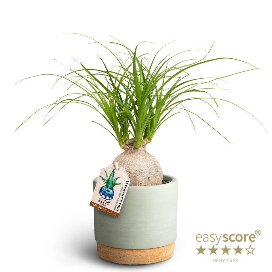 Woodbase Green, Beaucarnea, D 12 cm