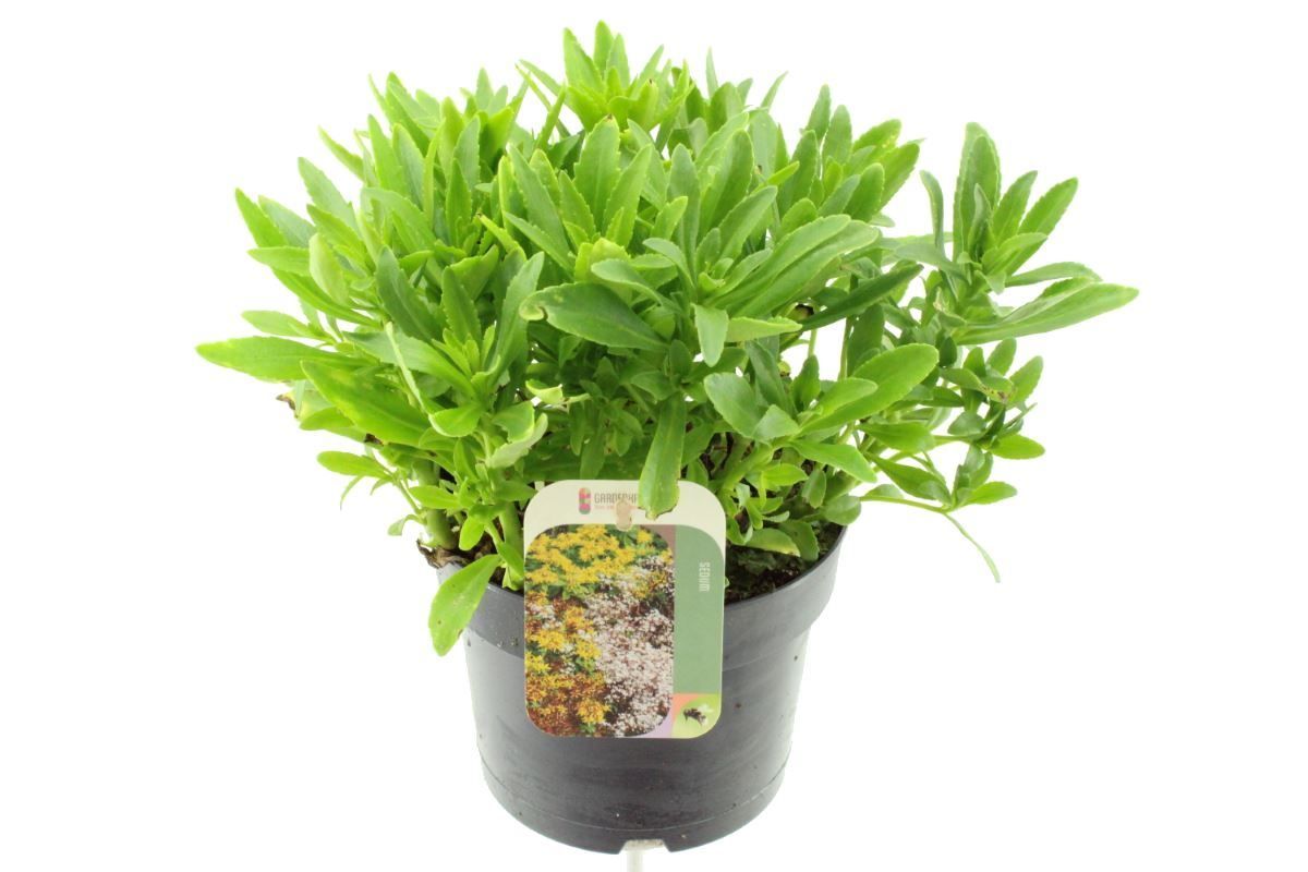 Sedum sexangulare, D 17