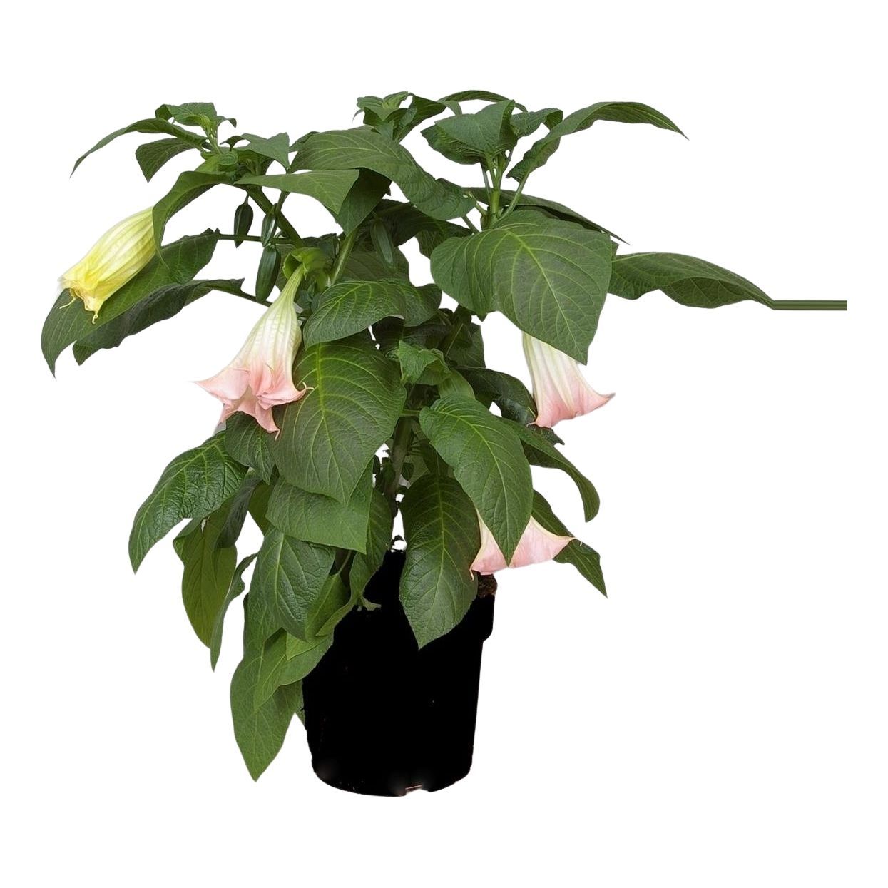 Brugmansia struik roze 24 cm, D 24