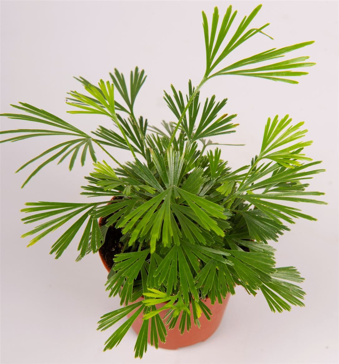 Actiniopteris australis, D 5,5 cm