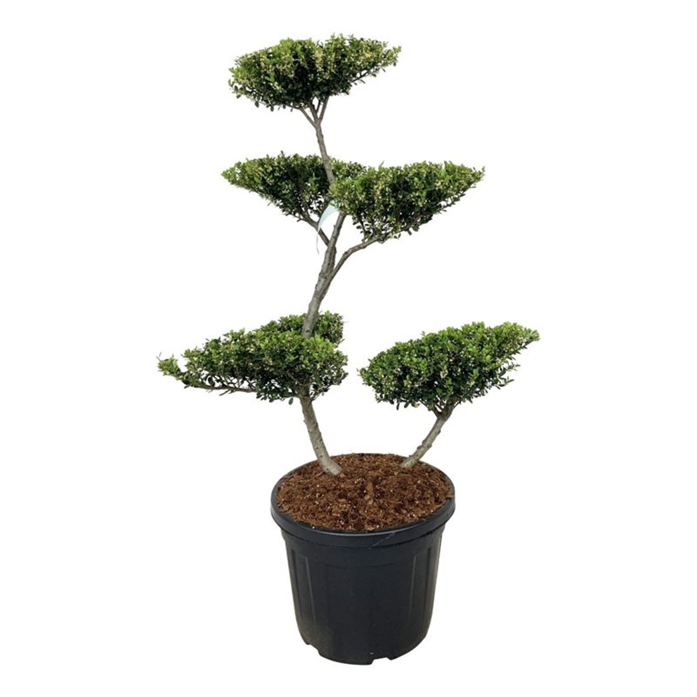 Ilex crenata 'Green Hedge', D 50