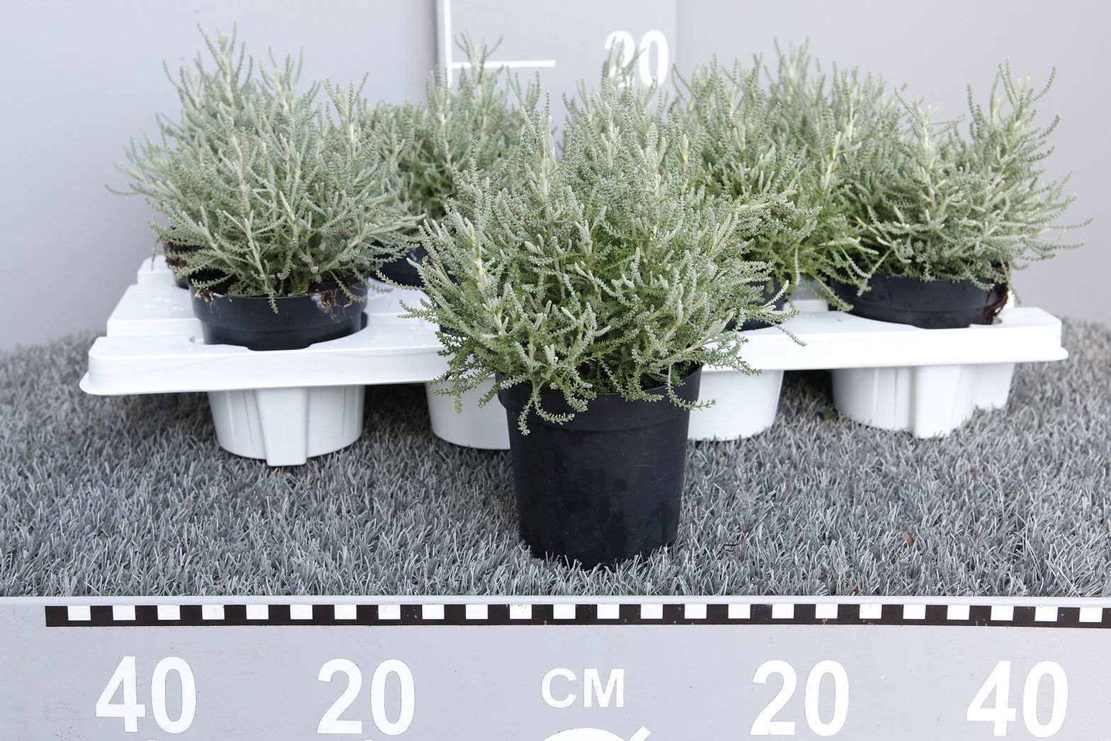 Santolina viridis 'Fine Leaf', D 11