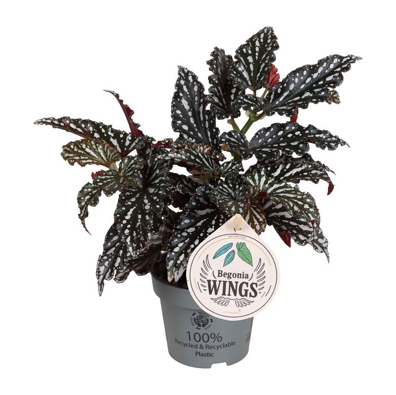 BEGONIA MACULATA 'WINGS RUBY COMPACT', D 12