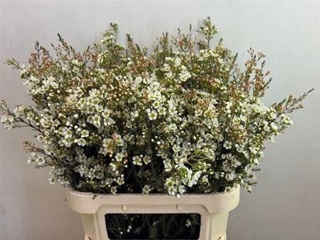 Шамелациум Сириус 80, шт.