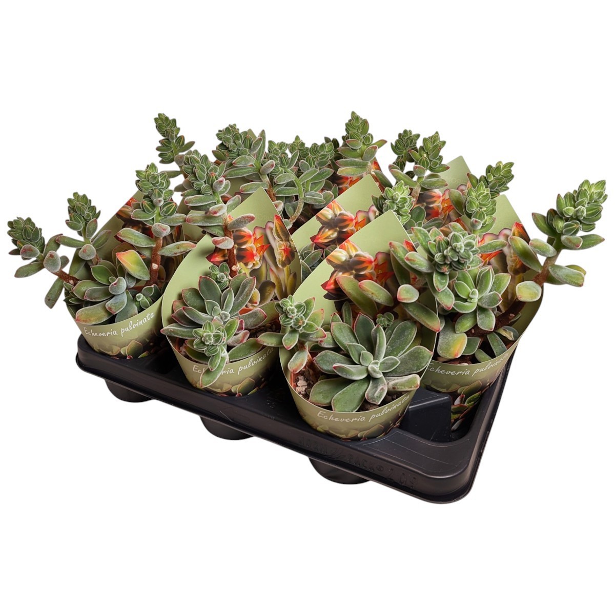 ECHEVERIA PULVINATA - POT Ø 10,5 WITH POTCOVER (SUCCULENTEN), D 10,5