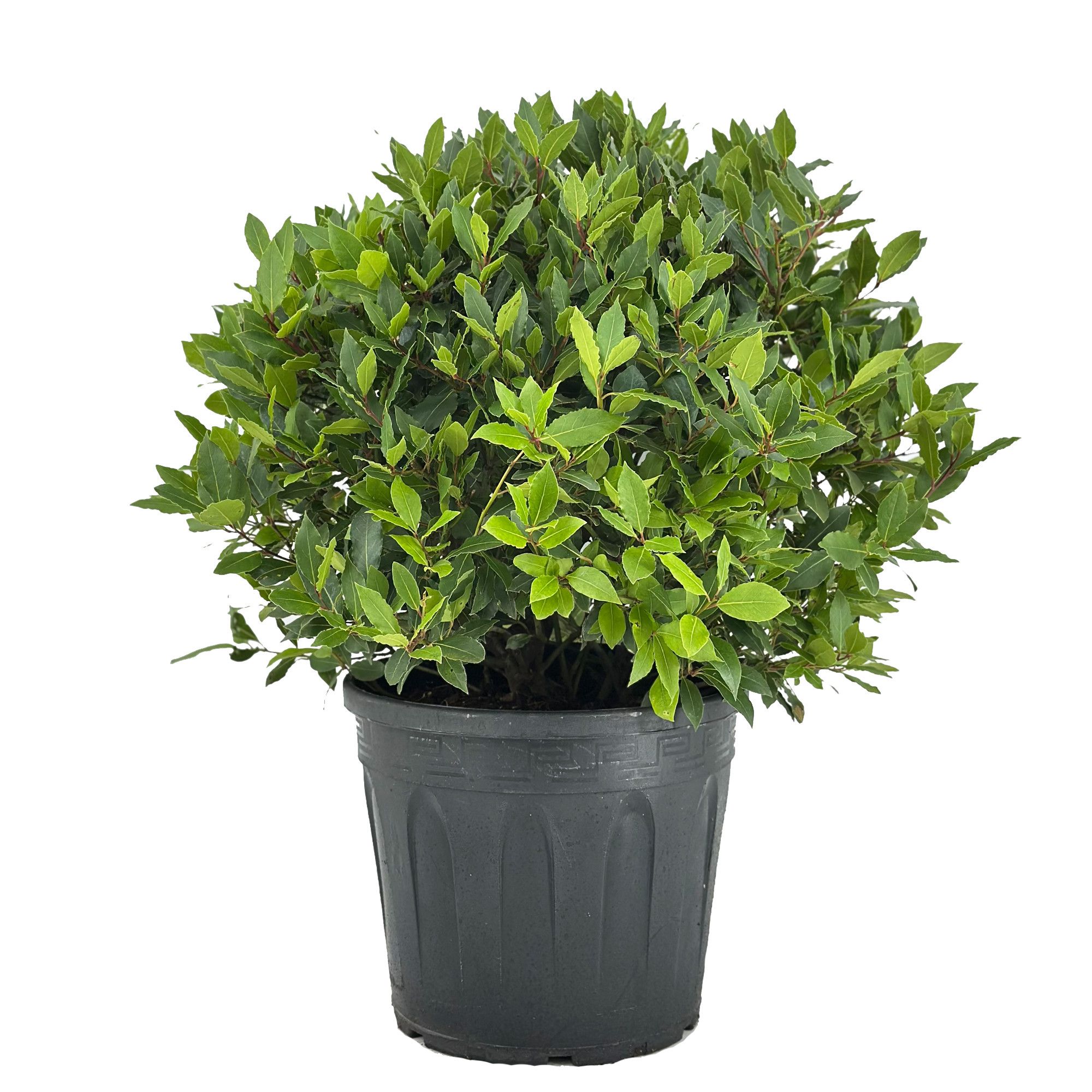 Laurus nobilis Bol zonder stam, D 30