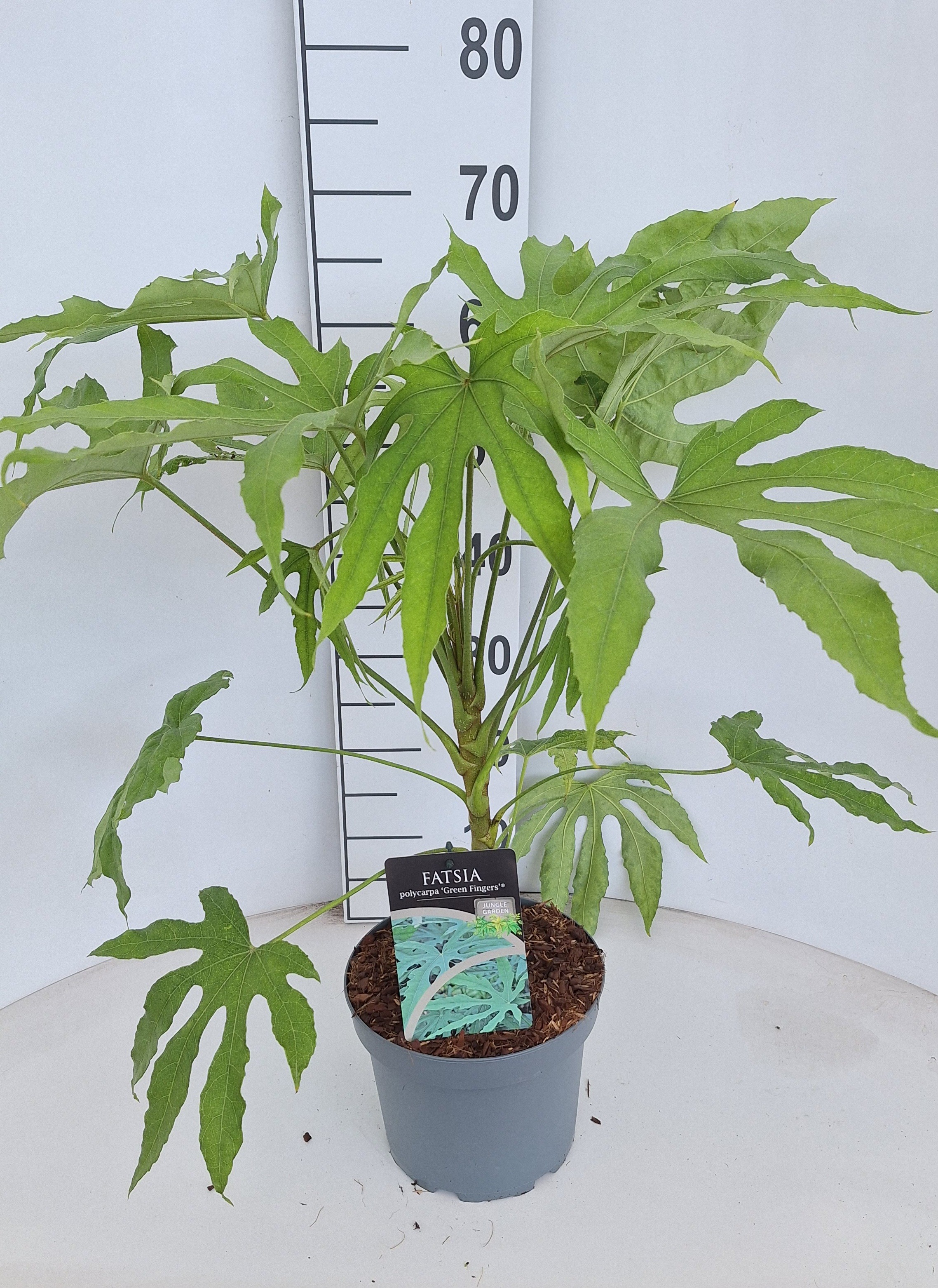 Fatsia polycarpa Green Fingers, D 21 cm Fatsia polycarpa Green Fingers, D 21 cm